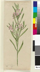 Plante non identifiée, c.1803-06